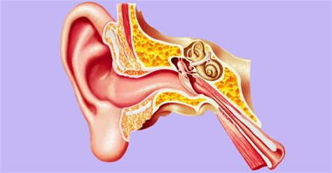 Symptoms of Eustachian tube dysfunction. . Etd tinnitus success